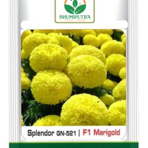Marigold